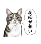 意外と使える吹き出し付きリアル猫 2（個別スタンプ：14）