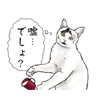 意外と使える吹き出し付きリアル猫 2（個別スタンプ：17）