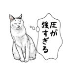 意外と使える吹き出し付きリアル猫 2（個別スタンプ：18）