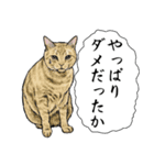 意外と使える吹き出し付きリアル猫 2（個別スタンプ：20）