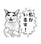 意外と使える吹き出し付きリアル猫 2（個別スタンプ：21）