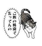 意外と使える吹き出し付きリアル猫 2（個別スタンプ：23）