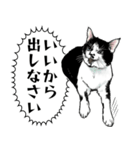 意外と使える吹き出し付きリアル猫 2（個別スタンプ：24）