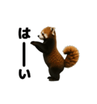 動く！レッサーパンダ3（個別スタンプ：1）