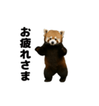 動く！レッサーパンダ3（個別スタンプ：2）