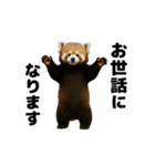 動く！レッサーパンダ3（個別スタンプ：3）