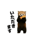 動く！レッサーパンダ3（個別スタンプ：5）