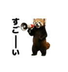 動く！レッサーパンダ3（個別スタンプ：8）