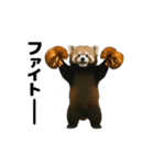 動く！レッサーパンダ3（個別スタンプ：9）
