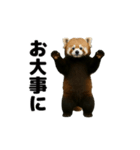 動く！レッサーパンダ3（個別スタンプ：10）