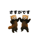 動く！レッサーパンダ3（個別スタンプ：12）