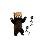 動く！レッサーパンダ3（個別スタンプ：18）
