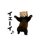 動く！レッサーパンダ3（個別スタンプ：20）