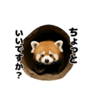 動く！レッサーパンダ3（個別スタンプ：24）