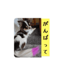 チワワ4兄妹(ネオ・ピノ・イオ・のい)⑥（個別スタンプ：8）
