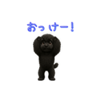 ふわふわトイプードルで日常会話（個別スタンプ：2）