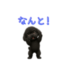 ふわふわトイプードルで日常会話（個別スタンプ：6）
