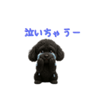 ふわふわトイプードルで日常会話（個別スタンプ：7）