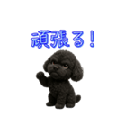 ふわふわトイプードルで日常会話（個別スタンプ：8）