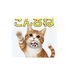 うしこaz（個別スタンプ：4）
