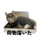 こむぎちゃんのねこちゃんスタンプ（個別スタンプ：7）
