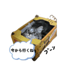 こむぎちゃんのねこちゃんスタンプ（個別スタンプ：8）