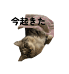 こむぎちゃんのねこちゃんスタンプ（個別スタンプ：9）