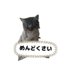 こむぎちゃんのねこちゃんスタンプ（個別スタンプ：10）