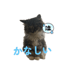 こむぎちゃんのねこちゃんスタンプ（個別スタンプ：11）