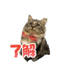こむぎちゃんのねこちゃんスタンプ（個別スタンプ：13）