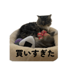 こむぎちゃんのねこちゃんスタンプ（個別スタンプ：20）