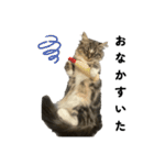 こむぎちゃんのねこちゃんスタンプ（個別スタンプ：23）