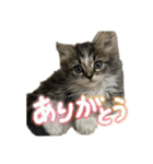 こむぎちゃんのねこちゃんスタンプ（個別スタンプ：24）