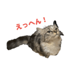 こむぎちゃんのねこちゃんスタンプ（個別スタンプ：27）