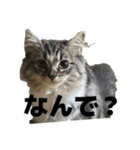 こむぎちゃんのねこちゃんスタンプ（個別スタンプ：34）