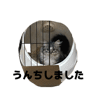 こむぎちゃんのねこちゃんスタンプ（個別スタンプ：36）