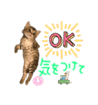 みゅうみゅう2025（個別スタンプ：16）
