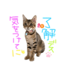 みゅうみゅう2025（個別スタンプ：31）