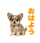 我が家の愛犬(幻覚)（個別スタンプ：1）