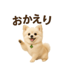 我が家の愛犬(幻覚)（個別スタンプ：5）