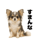 我が家の愛犬(幻覚)（個別スタンプ：7）