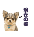 我が家の愛犬(幻覚)（個別スタンプ：14）