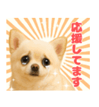 我が家の愛犬(幻覚)（個別スタンプ：16）