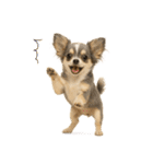 我が家の愛犬(幻覚)（個別スタンプ：22）