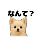 我が家の愛犬(幻覚)（個別スタンプ：23）