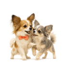 我が家の愛犬(幻覚)（個別スタンプ：24）