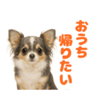 我が家の愛犬(幻覚)（個別スタンプ：34）