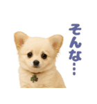 我が家の愛犬(幻覚)（個別スタンプ：40）