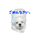うちのマルペキ 日常使い（個別スタンプ：9）