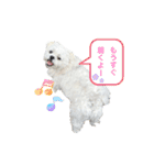 うちのマルペキ 日常使い（個別スタンプ：12）